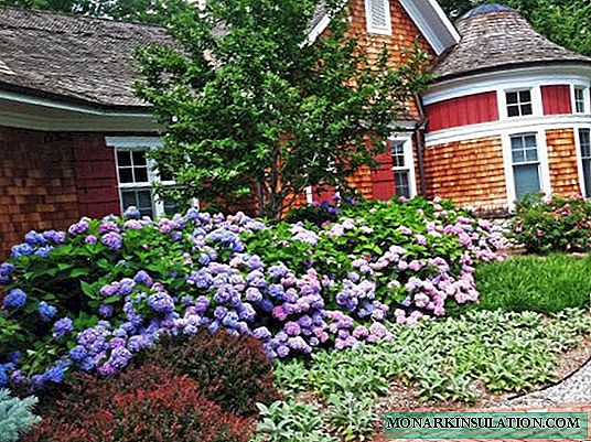 Flowerbed with hydrangea - a scheme of planting bushes