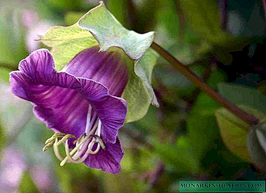 Kobeya klatring: hva er det, hvordan mate den til å blomstre