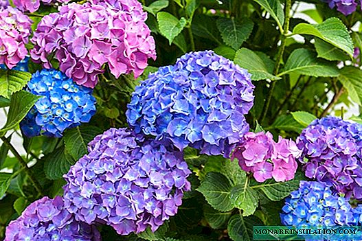 When panicle, large-leaved and treelike hydrangea blooms
