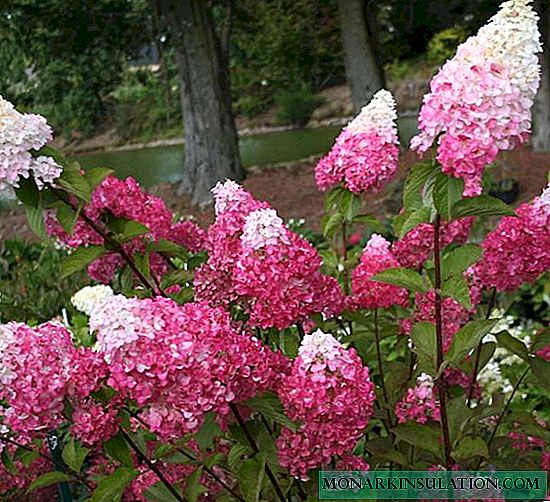 When hydrangea blooms - flowering period, how long does it bloom