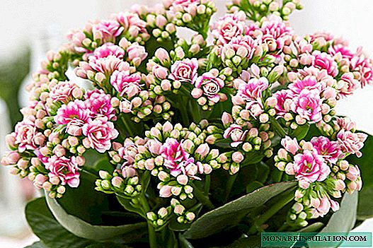When Kalanchoe blooms - how often at home