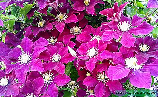When clematis blooms, what are cropping groups