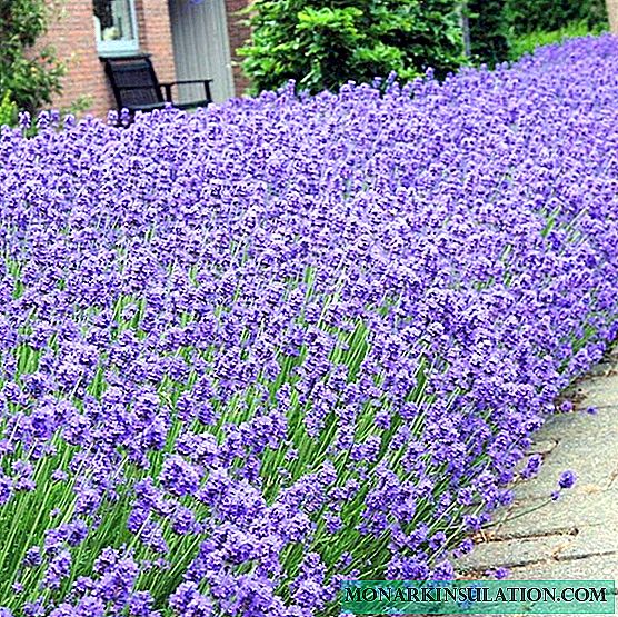 When lavender blooms