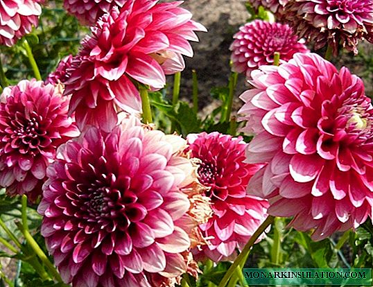 When dahlias bloom - care during this period