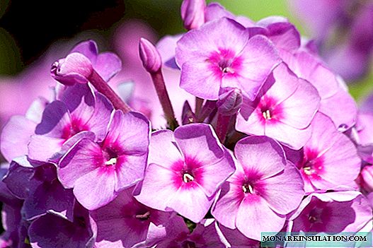 When to transfer phlox to another place is better