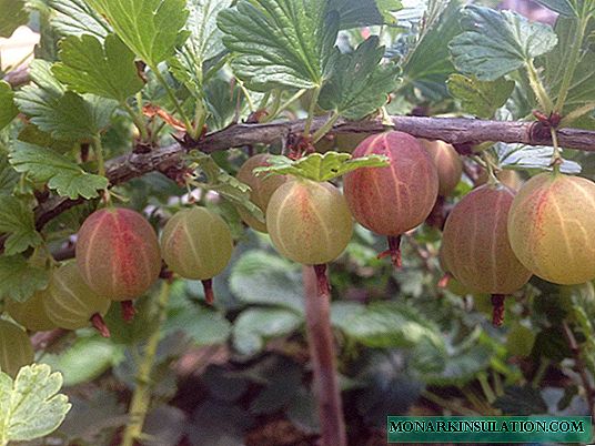 When to transplant gooseberries to a new place