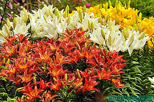 When to transplant lilies from one place to another