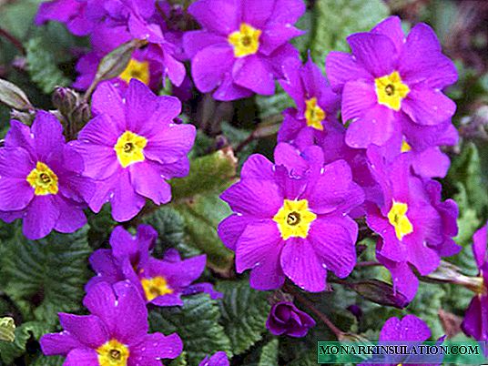 When to transplant a primrose - in the spring, in the summer or in the fall