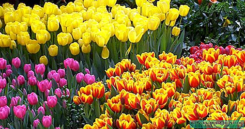 When to transplant tulips