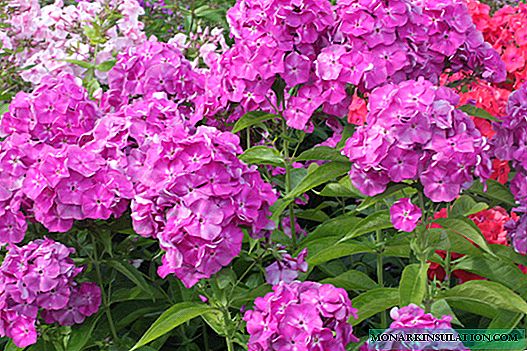 When to plant phlox in the spring in the open ground