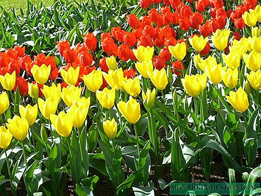 When to plant tulips