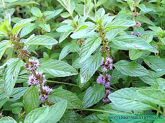 When to collect peppermint for drying?