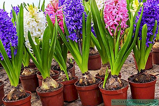 When to dig up hyacinths after flowering