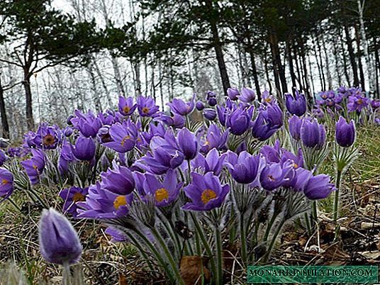 When to dig crocuses - change to a new place