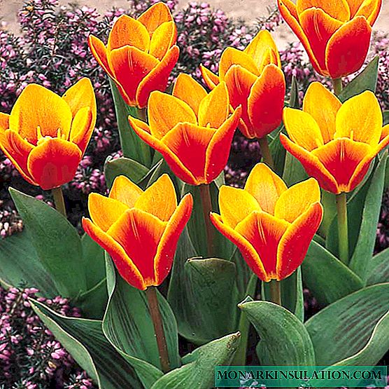 When to dig out tulip bulbs after flowering