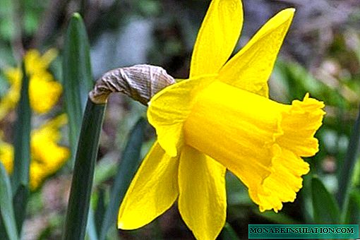 When to dig daffodils after flowering