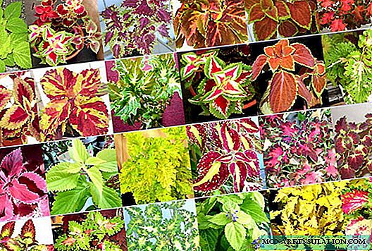 Coleus Flower - Outdoor Care and Growing
