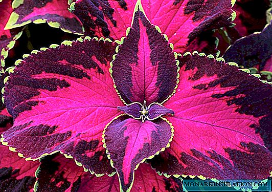Coleus - planting and care at home