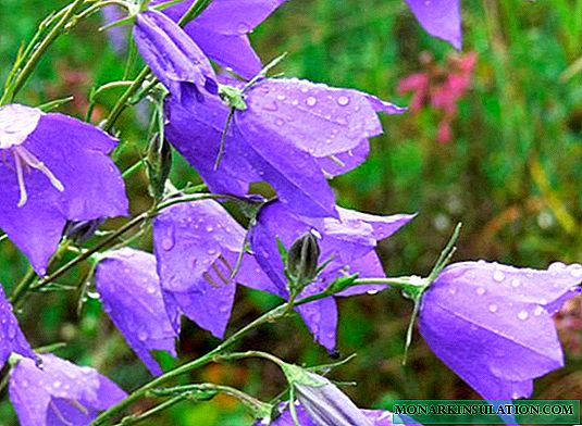 Flores de campanillas - descripción de la planta y especie