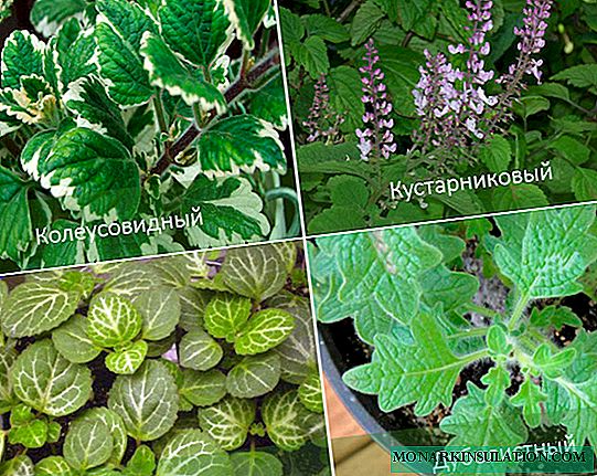 Mint: home care and breeding methods