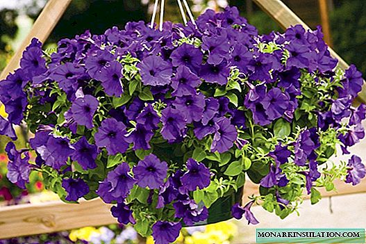 Indoor petunia - care and growing at home