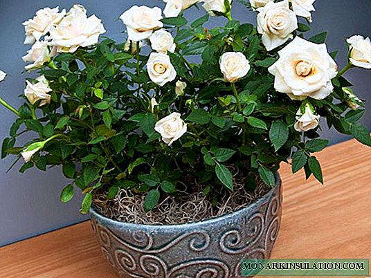 Indoor rose: home care and methods of reproduction
