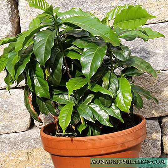 Pokok-pokok dalaman: Penjagaan tumbuhan kopi Arabica di rumah