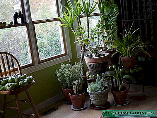 Plantas de interior para salas escuras e salas