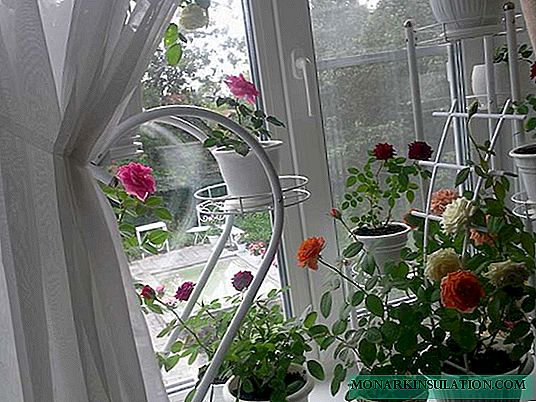 Кімнатні рослини і красиві домашні квіти