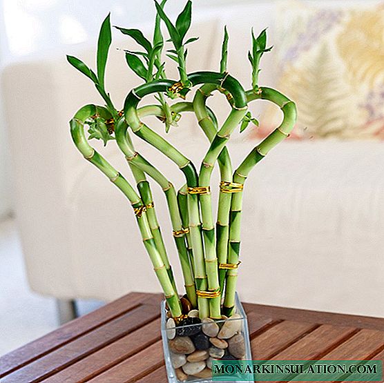 Bambú de interior - Cuidados en el hogar
