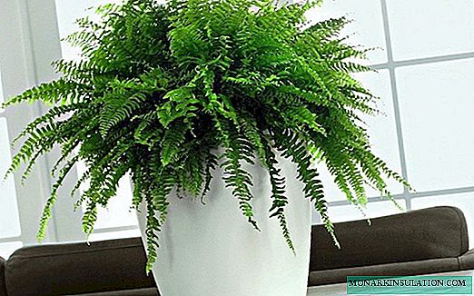 Vidinis paparčio augalas - rūšis namui auginti