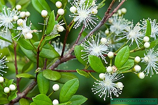 Myrtle houseplant - home care