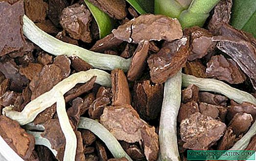 Casca de orquídeas: exemplos de casos de preparação e uso