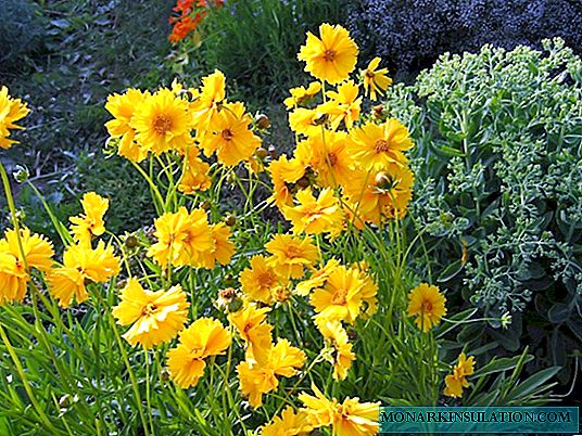 Coreopsis (perenne)