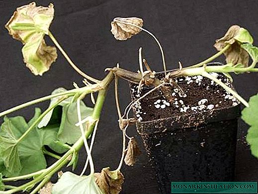 Royal geranium - atendimento domiciliar para iniciantes