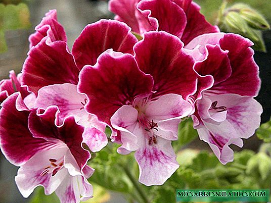 Royal geranium - condições para a floração