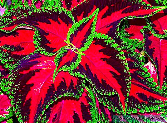 Nettle or houseplant Coleus