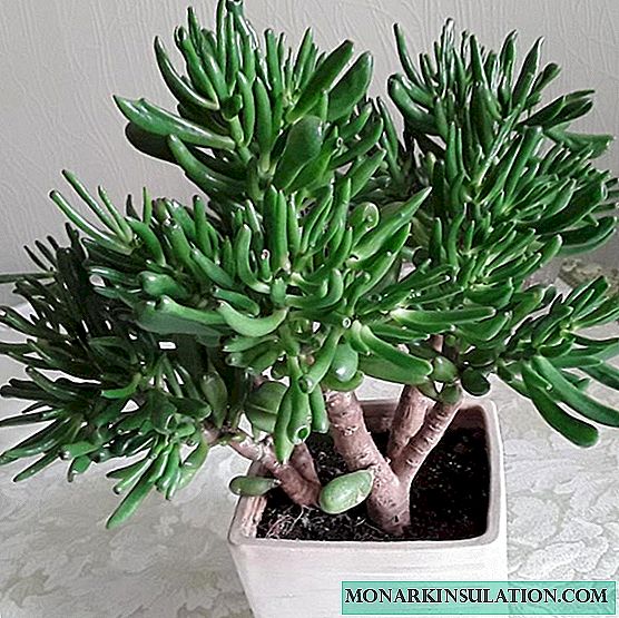 Crassula - Species and Varieties, Lavoid and Perforate
