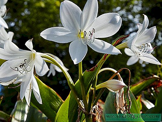 Krinum - flor de jardim, plantio e cuidados em campo aberto