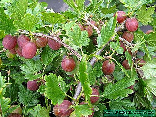 Gooseberry non-bearing - characteristics of red and black varieties
