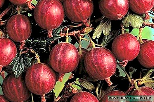 Gooseberry Consul - features and characteristics of rsteniya