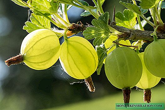 Gooseberry Malachite - que faire de la plante après la cueillette des baies