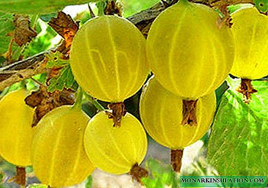 Gooseberry Russian yellow - advantages and disadvantages