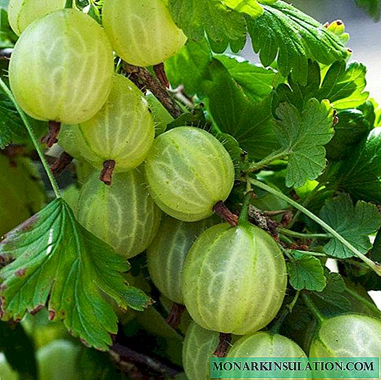 Gooseberry Ural emerald - features and characteristics of the bush
