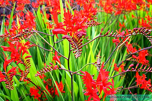 Crocosmia - planting and care in the open ground