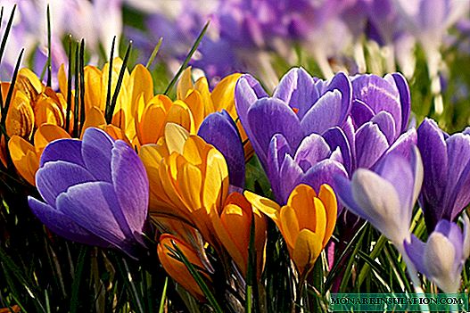 Crocuses planting and care in the open ground