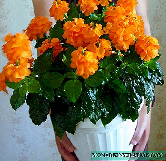 Crossandra: cuidado del hogar y propagación de flores