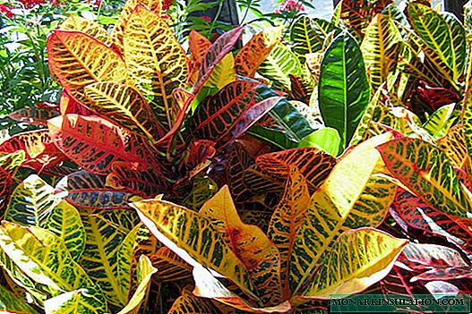 Croton - häusliche Pflege und wie man diese Pflanze gießt