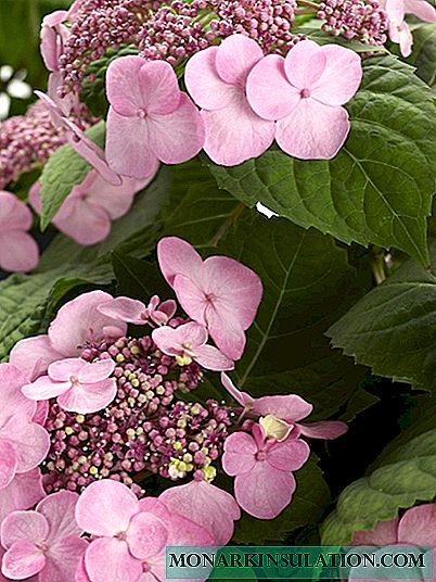 Large-leaved hydrangea blooming on the shoots of the current year