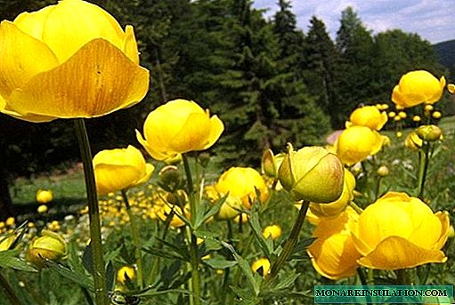 Traje de baño flor - descripción de la planta, plantación y cuidado en el jardín